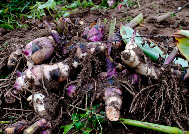 Canna rhizomes ready to be lifted