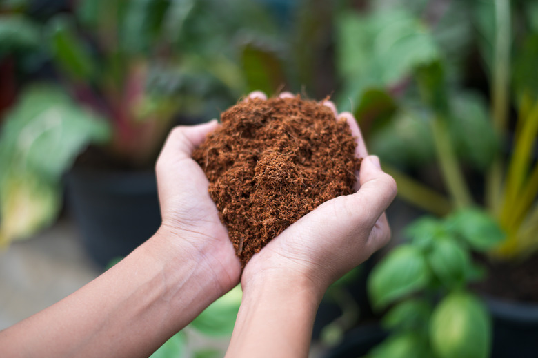 A farmer's hands holding coconut coir dust and coconut fiber.