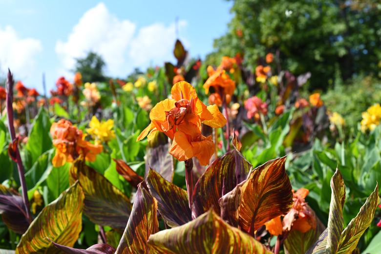 A low shot of orange canna flowers pointing up to the blue sky.
