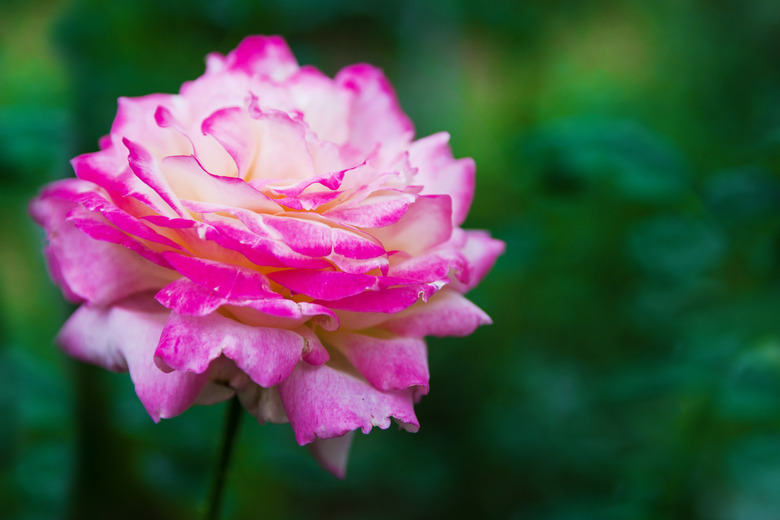 A close-up photo of a single flower of the Pascal Sevran rose in the garden over a green blurred background.