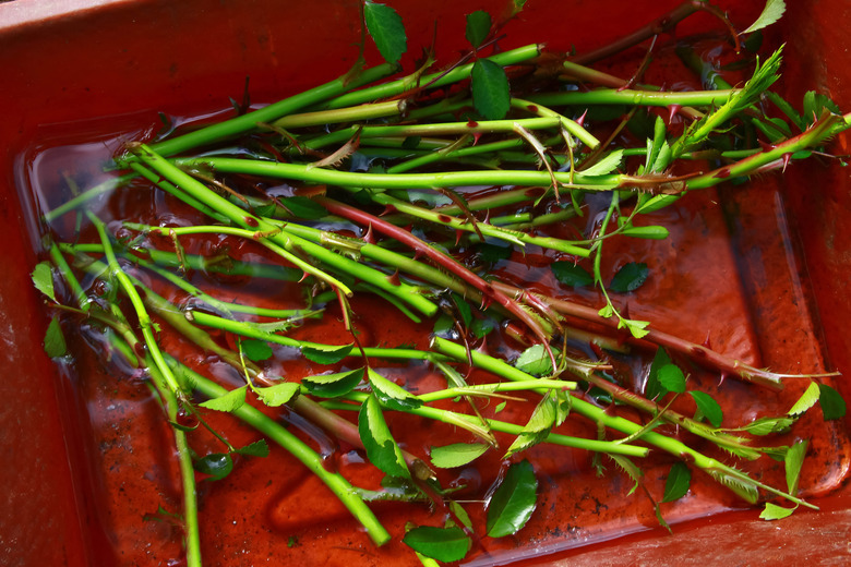 A handful of rose cuttings are prepared for planting