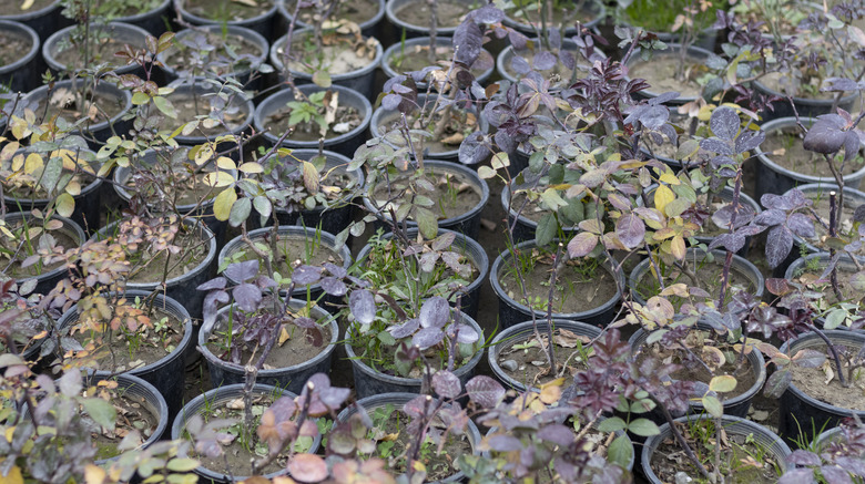 Many rows of rose plants are growing in a pots from cuttings in a plant nursery.
