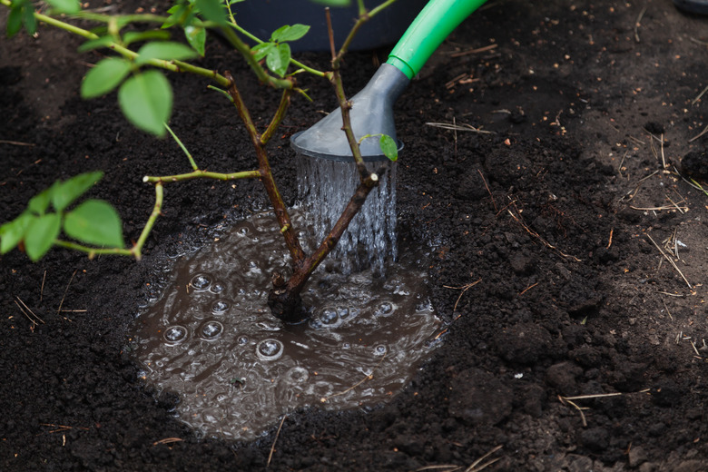 A hose watering a freshly replanted rose plant.