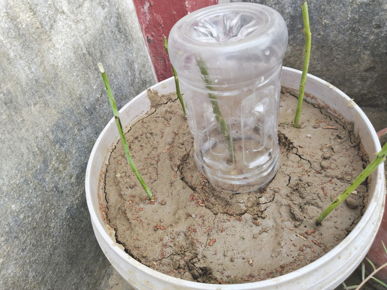 A bucket with rose cuttings pressed into the soil