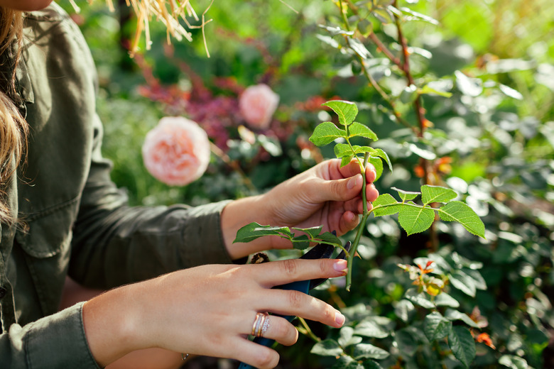 A gardener holding a rose stem cutting in a summer garden.