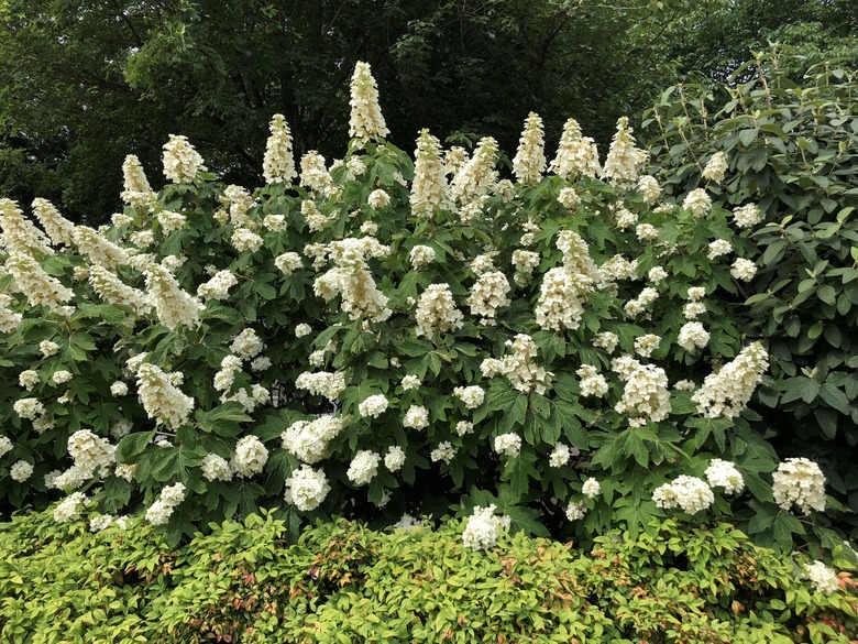 An oakleaf hydrangea Hydrangea quercifolia blooming in Oak Hill