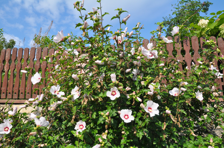 A hibiscus bush blooms in nature.