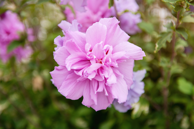 A close-up of a beautiful pink chiffon rose of Sharon Hibiscus syriacus.