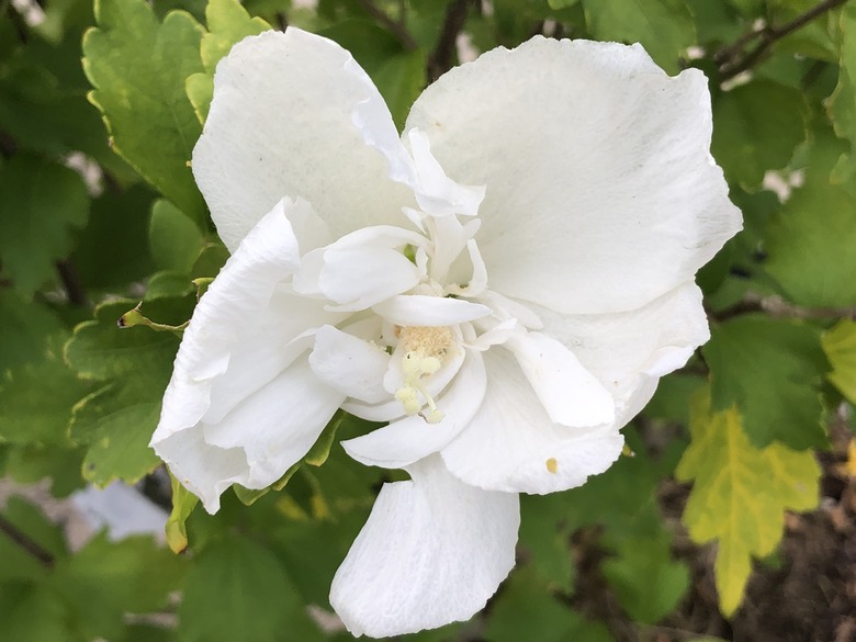 A lovely White Chiffon® rose of Sharon Hibiscus syriacus 'Notwoodtwo' flower.