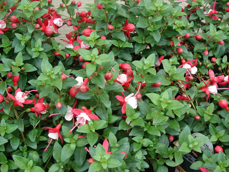 Shadow Dancers Betty fuchsia Fuchsia x hybrida 'Shadow Dancers Betty' show off their red flowers.