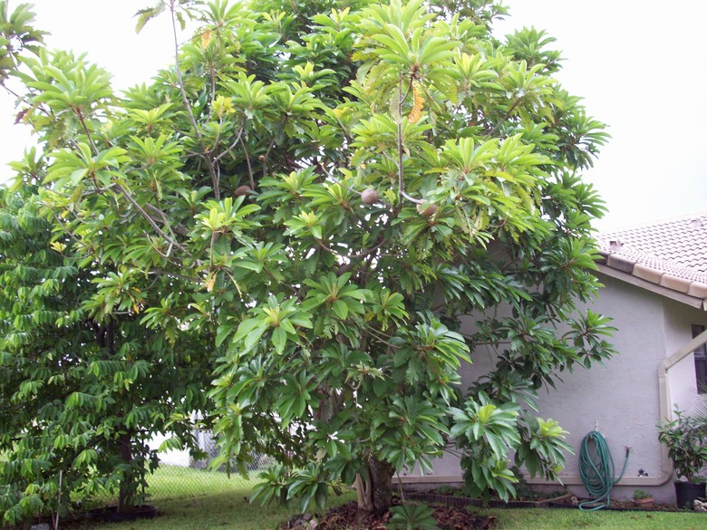 A large mamey tree Pouteria sapota growing near a home.