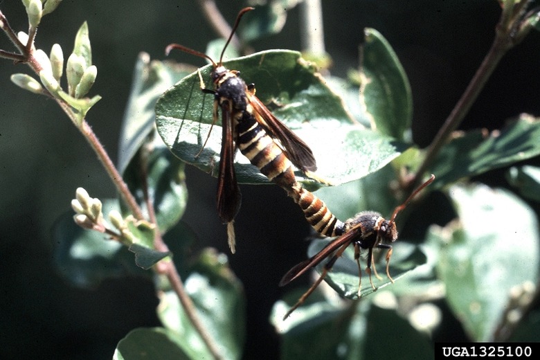 Two lilac borers Podosesia syringae getting ready to go to town on some plants.