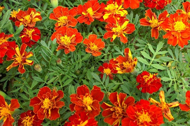 A bunch of lovely Safari Red marigolds Tagetes patula 'Safari Red'.