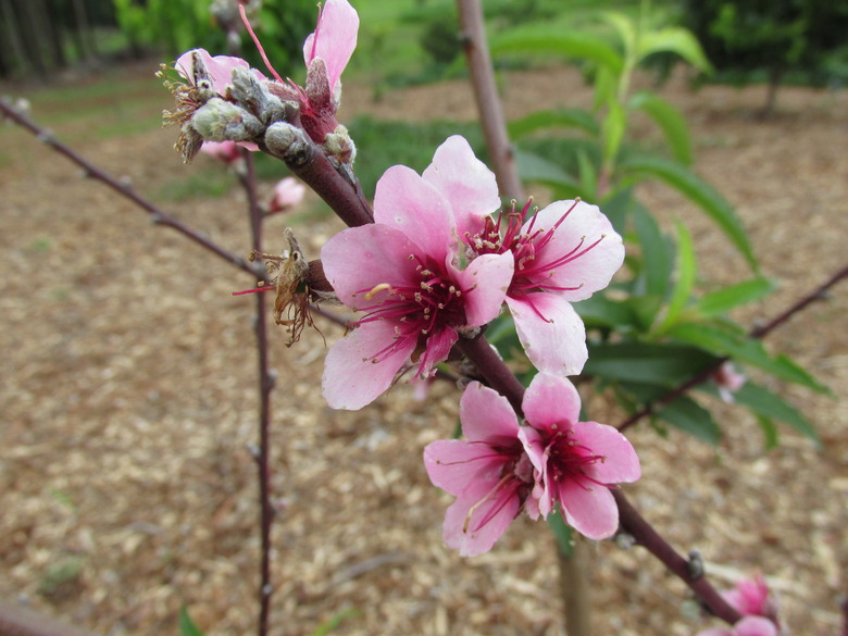 A close-up of some lovely pink and magenta nectarine tree Prunus persica var. nucipersica flowers.