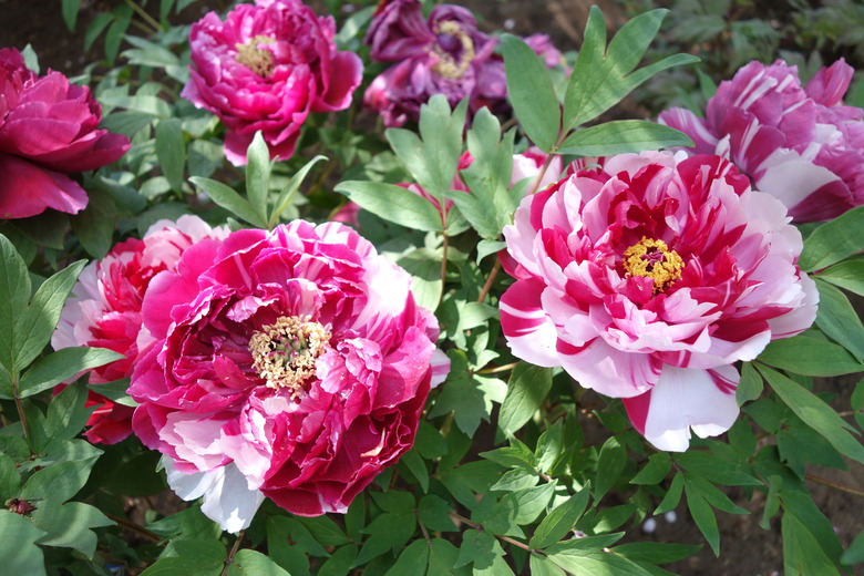Multi-colored peony flowers featuring pink