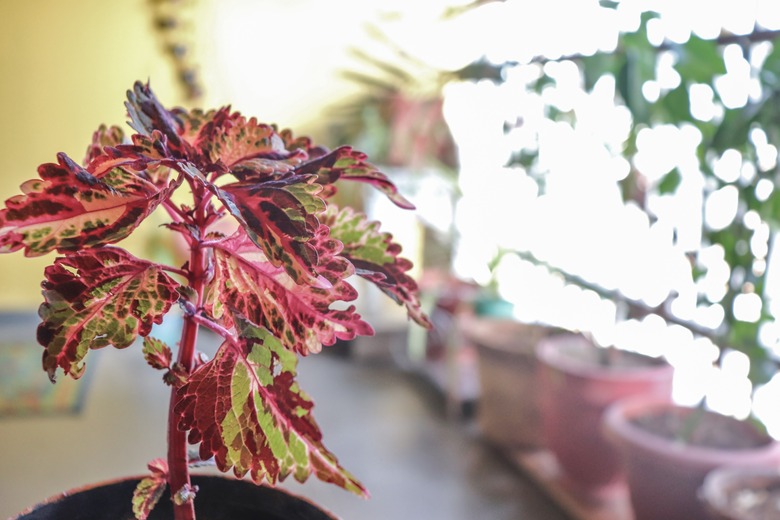 A close-up of a Kong Rose coleus Coleus scutellarioides Kong Rose plant sitting on a balcony.