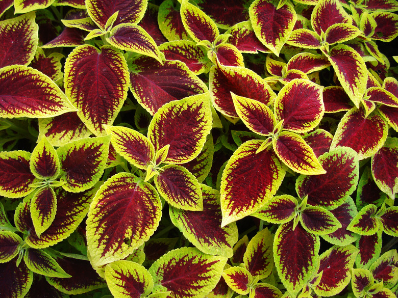 A close-up of some vibrantly red-burgundy and yellow-green Kong™ Rose coleus Coleus scutellarioides Kong™ Rose plants.