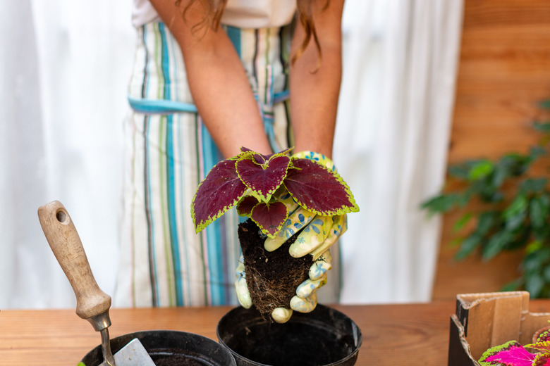 A gardener transplanting a Kong Rose coleus Coleus scutellarioides Kong Rose to a larger pot.