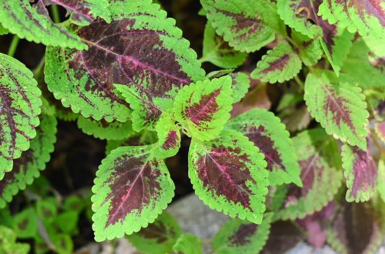 A close-up of some Kong Rose coleus Coleus scutellarioides Kong™\ Rose plants with green and burgundy foliage.