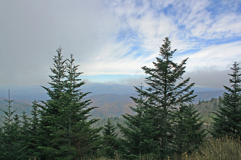 A handful of Fraser firs Abies fraseri growing tall in the Blue Ridge Parkway.