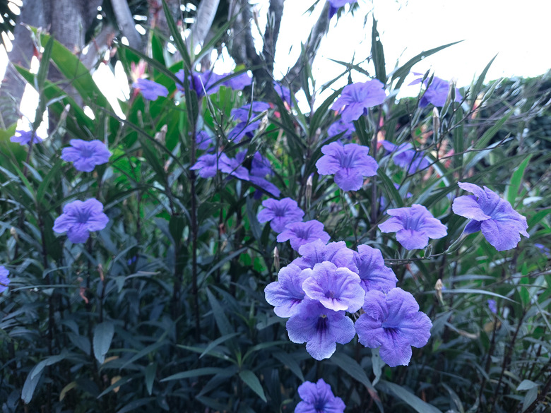 A close-up of some lovely purple flowers from a Mexican petunia Ruellia simplex plant.