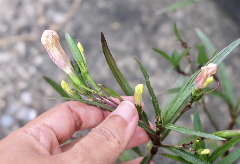A hand holding a Mexican petunia Ruellia simplex plant.