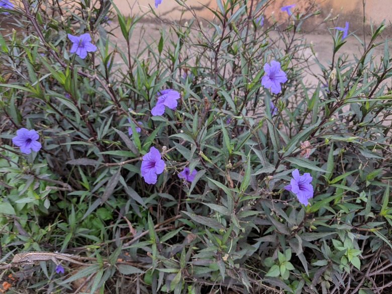 A handful of purple flowers emerge from a Mexican petunia Ruellia simplex plant.