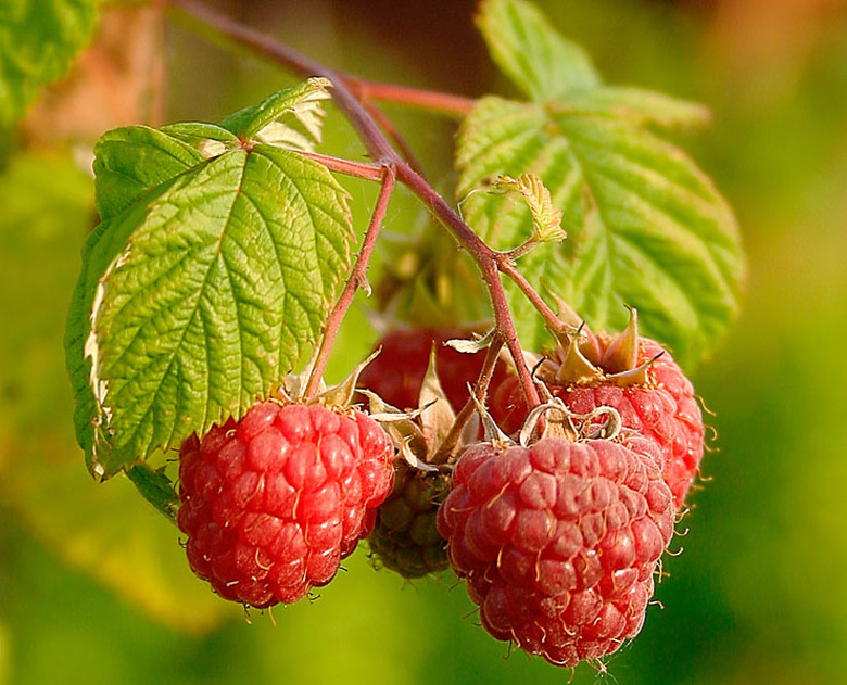 A close-up of some tasty-looking red raspberries Rubus idaeus still growing on the vine.