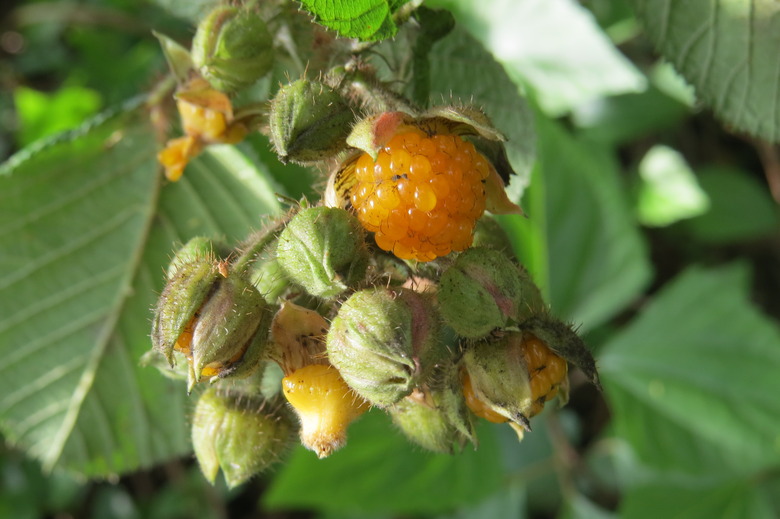 A close-up of some yellow raspberries Rubus ellipticus at various stages of ripeness still growing on the vine.