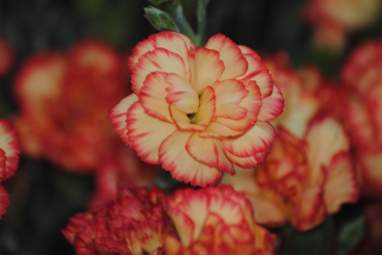 A selective focus shot of a red-edged cream carnation Dianthus caryophyllus cultivar.