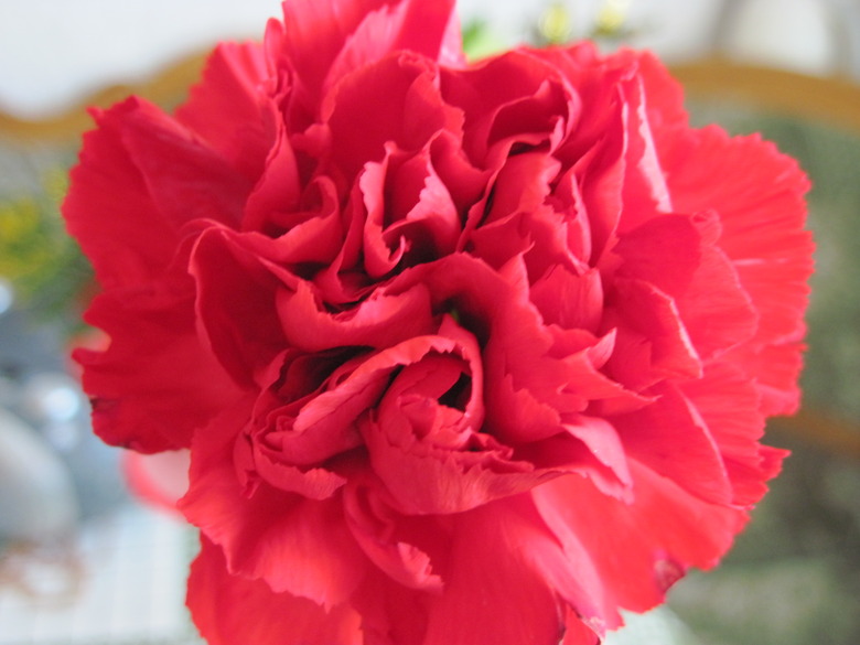 An extreme close-up of a red carnation Dianthus caryophyllus flower.