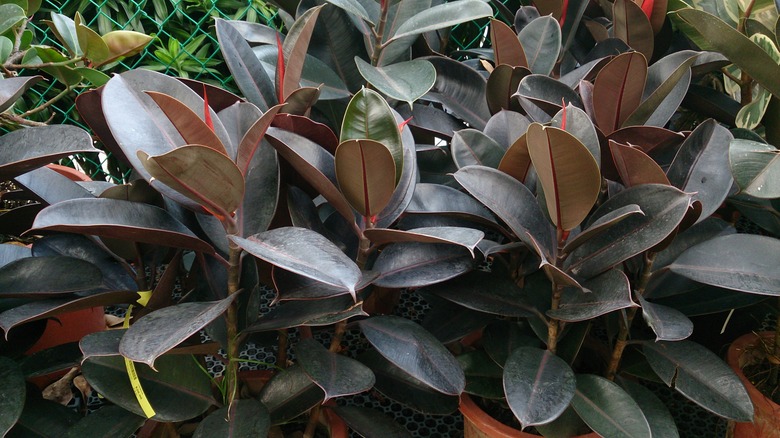A handful of Robusta rubber plants Ficus elastica 'Robusta' growing in pots outdoors.