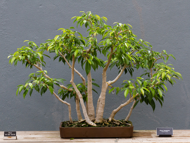 A weeping fig Ficus benjamina grown as a bonsai