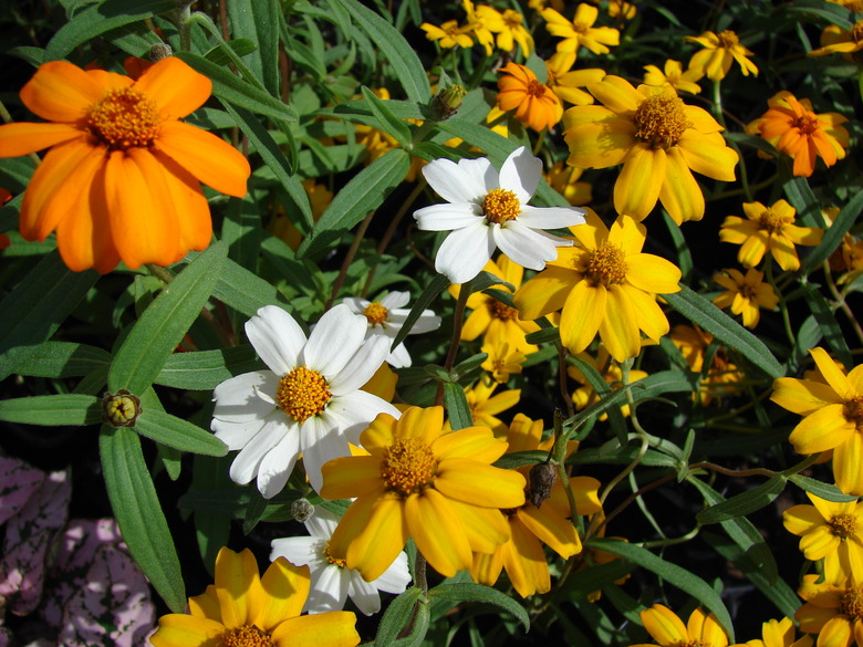 A close-up of some narrow-leaf zinnias Zinnia angustifolia with flowers in orange