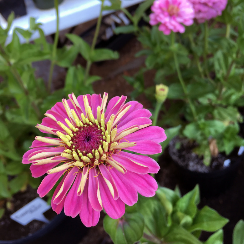 A close-up of a Benary's Giant common zinnia Zinnia elegans 'Benary's Giant' flower with yellow and magenta petals.