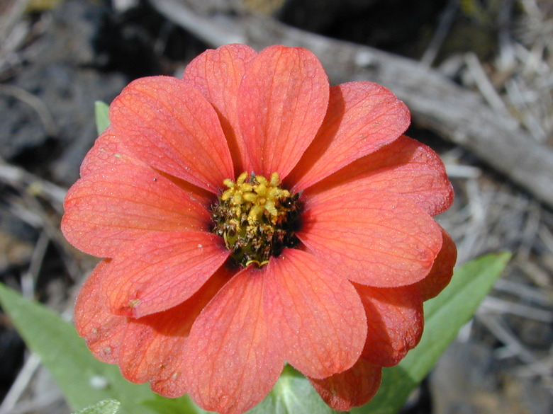 A close-up of a delightfully orange Peruvian zinnia Zinnia peruviana flower.