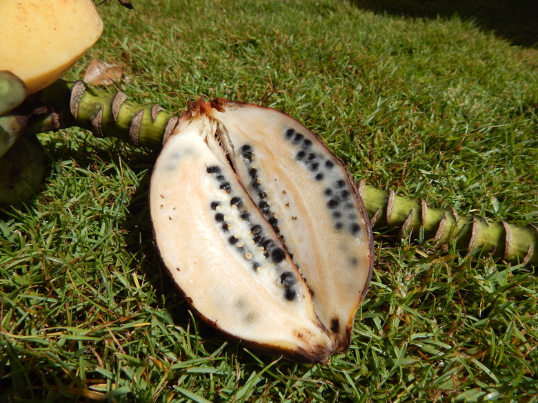 A plantain Musa balbisiana split open on the grass