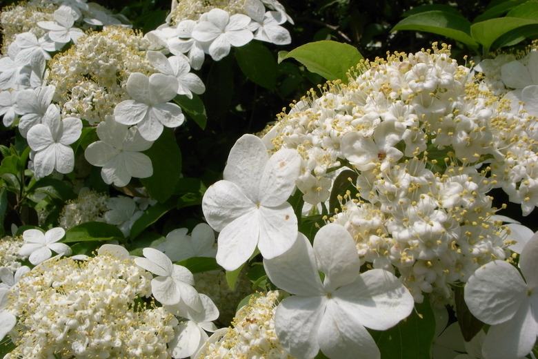 A close-up of white flower clusters from a Chinese snowball bush Viburnum macrocephalum.