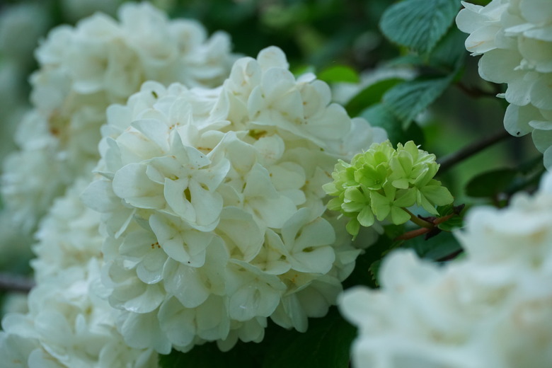 A close-up of some white Japanese snowball bush Viburnum plicatum f. plicatum flower clusters.