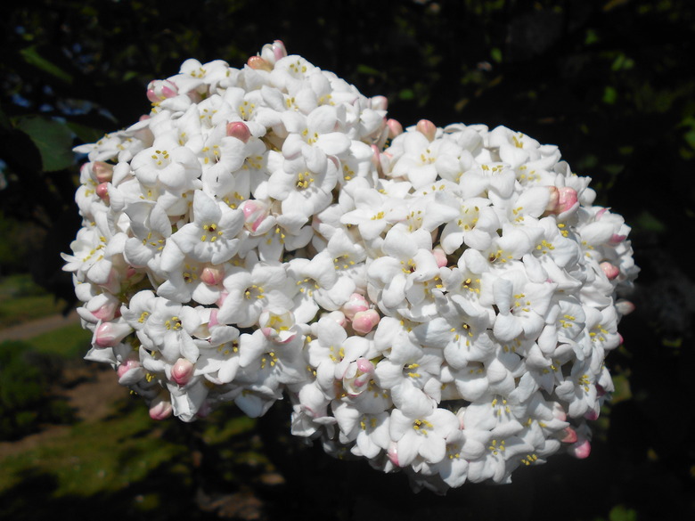 A close-up of two flower clusters of a fragrant snowball bush Viburnum x carlcephalum.