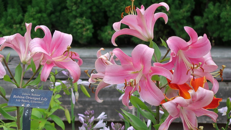 Robina Orienpet lilies Lilium 'Robina' at the Chicago Botanic Garden.
