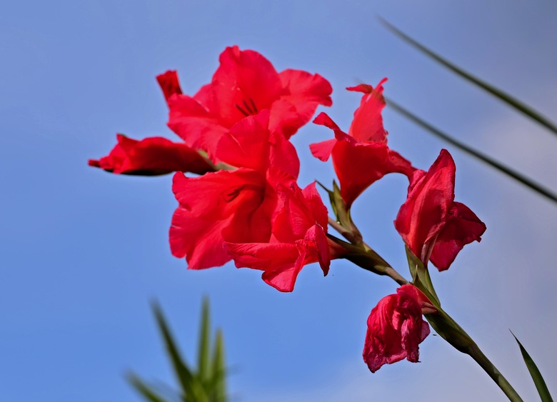 Red gladiolus flowers pointing up to the sky.