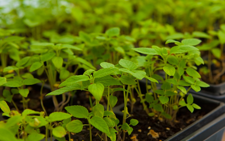 A close-up of some chia plant seedlings.