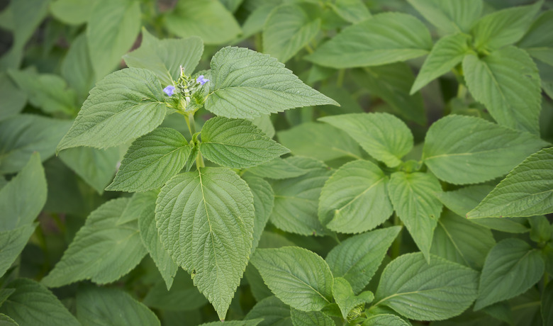 A close-up of some spring foliage from a chia plant.