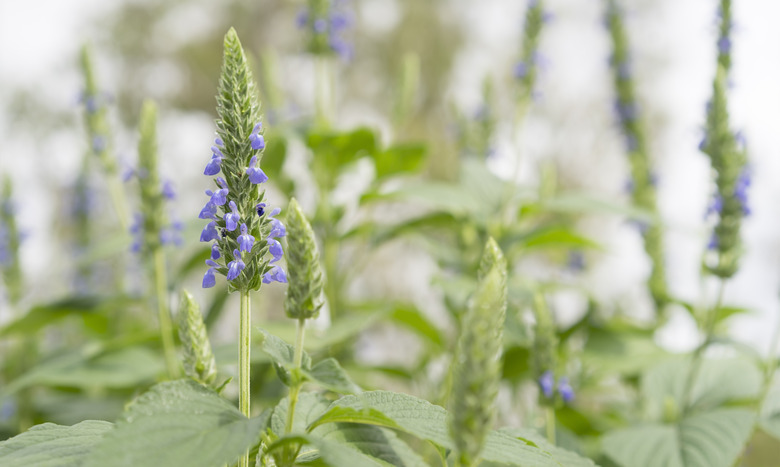 A close-up of some chia flowers pointing upward.