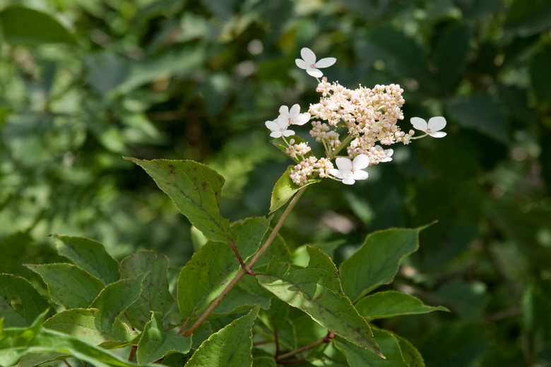 A branch of a panicle hydrangea Hydrangea paniculata pointing up towards the sky.