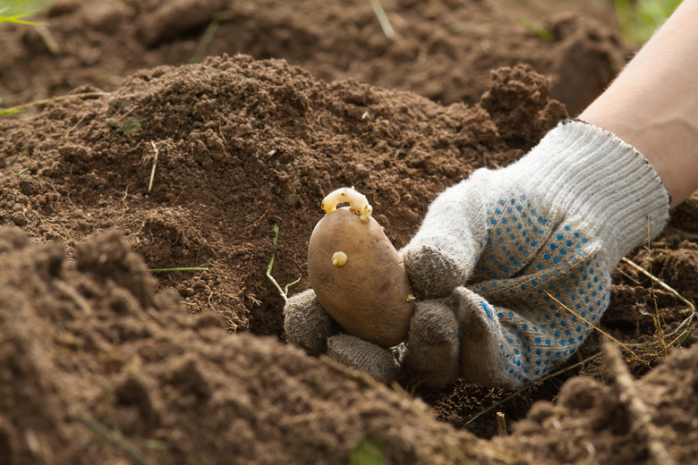 A hand of a gardener holds a potato tuber next to a hole.