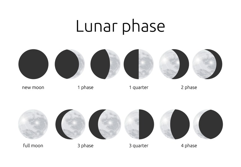 A diagram showing the half and circle moon phases.