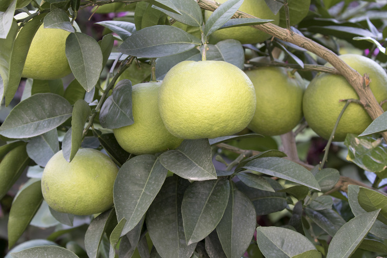 A tree bursting with oroblanco grapefruits Citrus grandis Osbeck x C. Paradisi Macf..