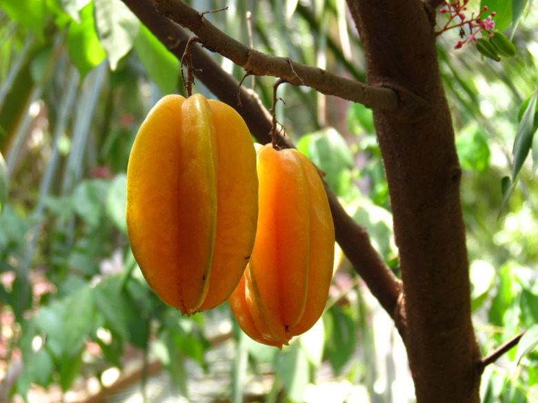 Ripe yellow star fruit hanging from the branch.
